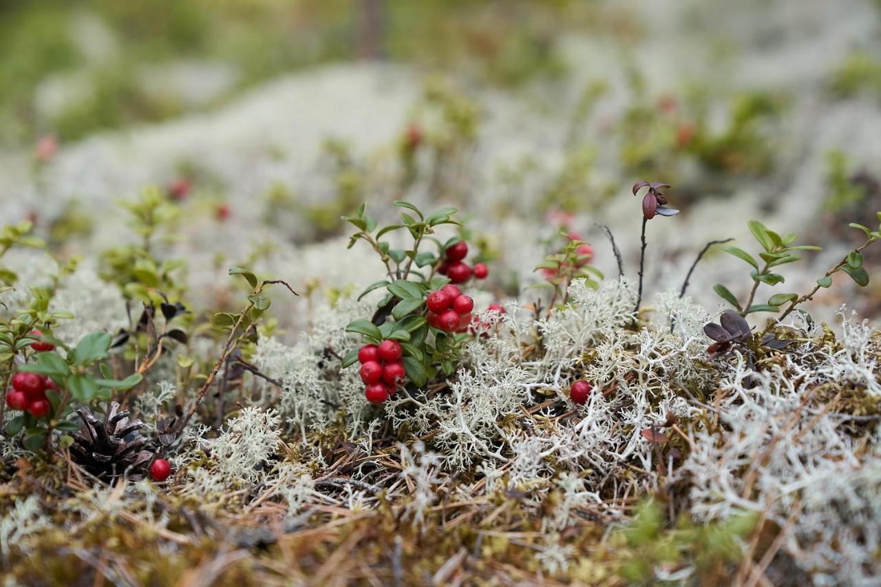 Savolax Stugor Axland Exteriér fotografie